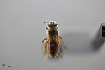 Media type: image;   Entomology 773042 Aspect: habitus dorsal view